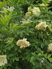 Sambucus nigra