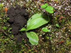 Pinguicula vallis-regiae
