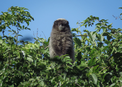 Callicebus nigrifrons