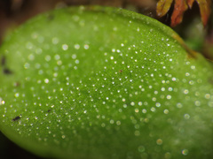 Pinguicula vallis-regiae