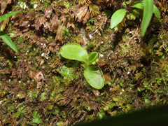 Pinguicula vallis-regiae