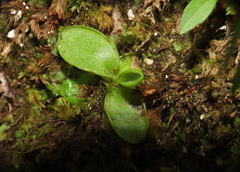 Pinguicula vallis-regiae