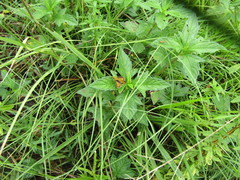 Hesperiini