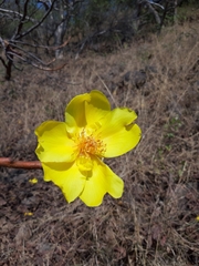 Cochlospermum religiosum