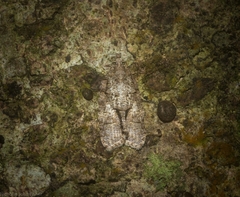 Polylopha epidesma
