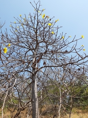 Cochlospermum religiosum