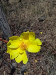 Cochlospermum religiosum