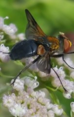 Ectophasia leucoptera