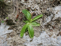 Pinguicula vallis-regiae