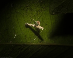 Cyphosticha panconita