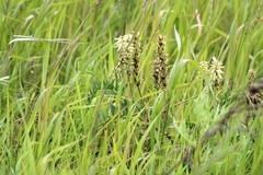 Astragalus uliginosus