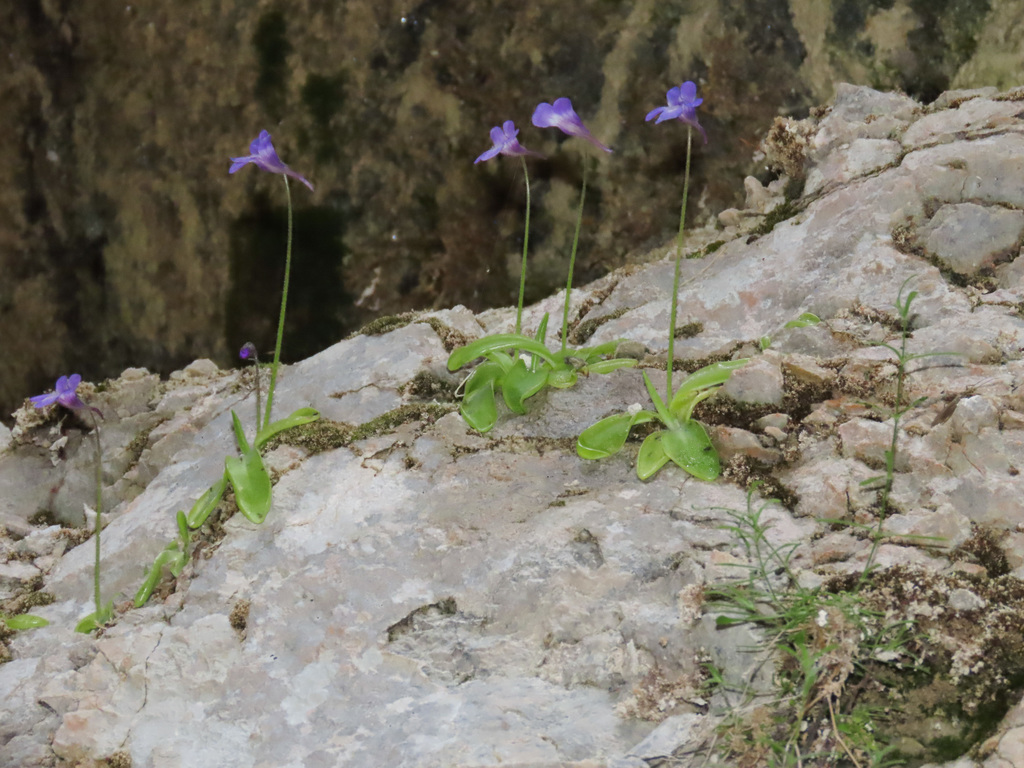 Pinguicula vallis-regiae