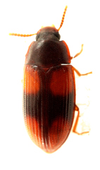Ulomoides tetraspilotus