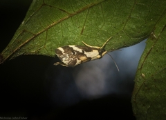 Philenora chionastis