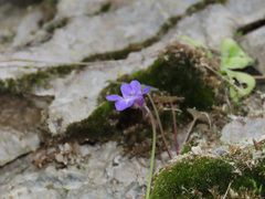Pinguicula vallis-regiae