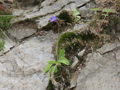 Pinguicula vallis-regiae
