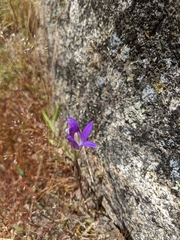 Brodiaea coronaria