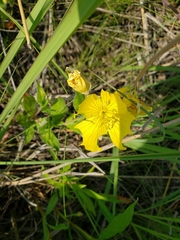 Oenothera pilosella