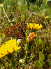 Euphydryas aurinia
