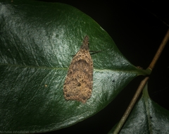 Dichomeris mesoctenis