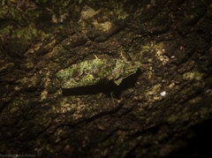 Sorolopha delochlora