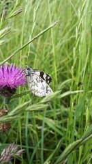 Melanargia galathea