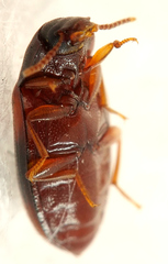 Ulomoides tetraspilotus