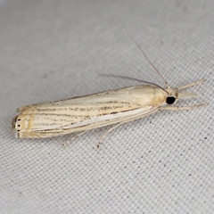 Crambus multilinellus