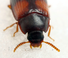 Ulomoides tetraspilotus