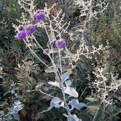 Chresta sphaerocephala