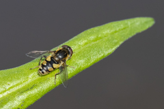 Parhelophilus rex