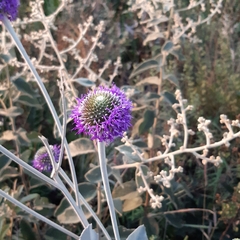 Chresta sphaerocephala
