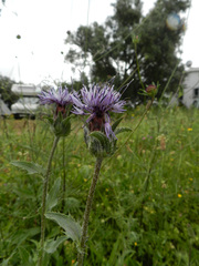 Carthamus caeruleus