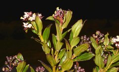 Miconia myrtillifolia