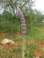 Nepeta tuberosa