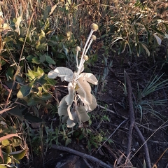 Chresta sphaerocephala