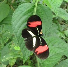 Heliconius erato