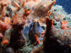 Parablennius postoculomaculatus