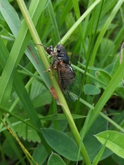 Cicadetta