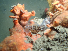 Parablennius postoculomaculatus