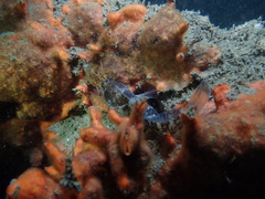 Parablennius postoculomaculatus