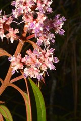 Miconia ulmarioides