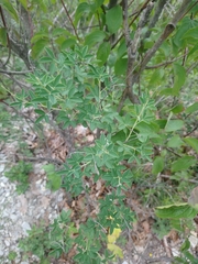 Cytisus nigricans