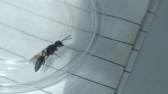 Pemphredonina
