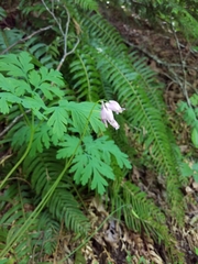 Dicentra formosa formosa