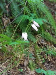 Dicentra formosa formosa