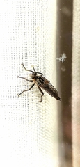 Eutolmus rufibarbis