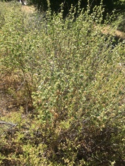 Malacothamnus aboriginum