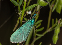 Jordanita globulariae