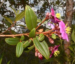 Andesanthus lepidotus